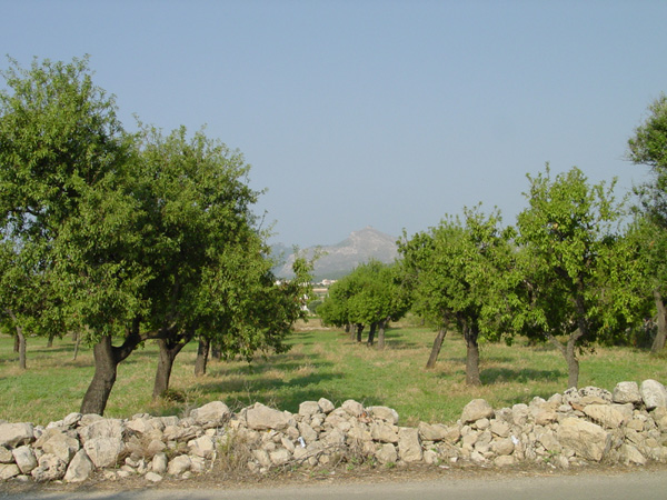 El camp d'Alcúdia. Ametlerar