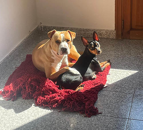 /Benestaranimal/ca/Imatges/Laica-i-Nala-m.jpg