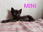 /Benestaranimal/ca/Imatges/Mini-p.jpg