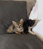 /Benestaranimal/ca/Imatges/moixets5-pp.jpg