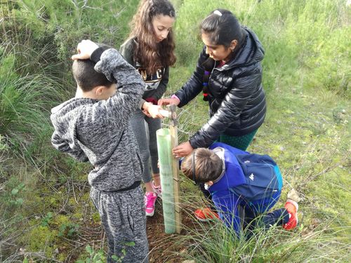 /ajuntament/ca/documentos/imatges_noticies/reforestacio-m.jpg